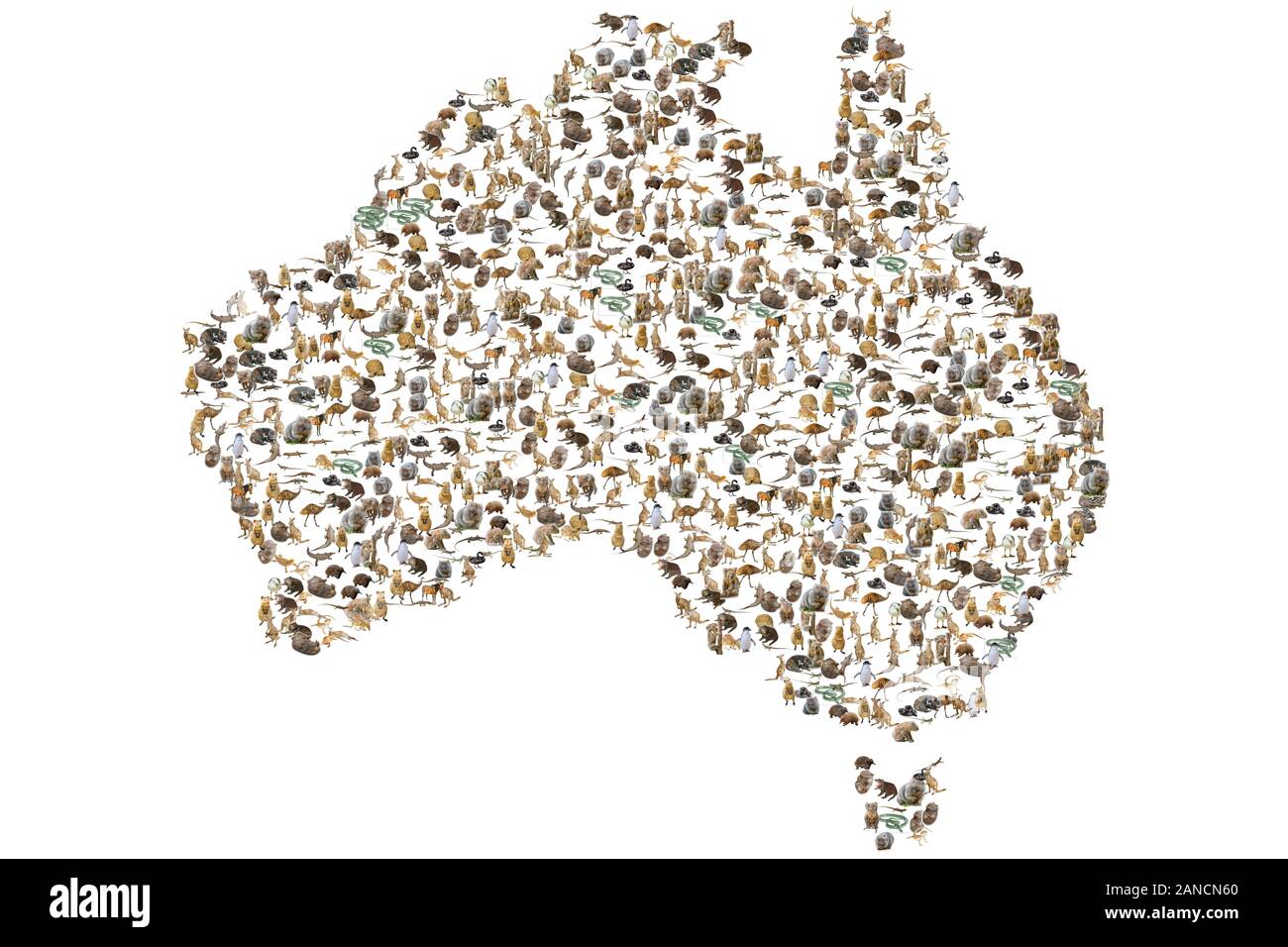 Australian animals in Australian map. Wildlife animals: Emu, Echidna, Tasmanian Devil, Wombat, Kangaroo, Wallaby and Penguin, Ducks, Snakes Lizards Stock Photo