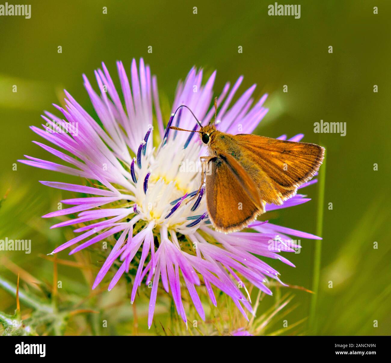 Lulworth Skipper butterfly Thymelicus acteon butterfly on a flower head in the Spanish countryside in the Picos de Europa Northern Spain Stock Photo