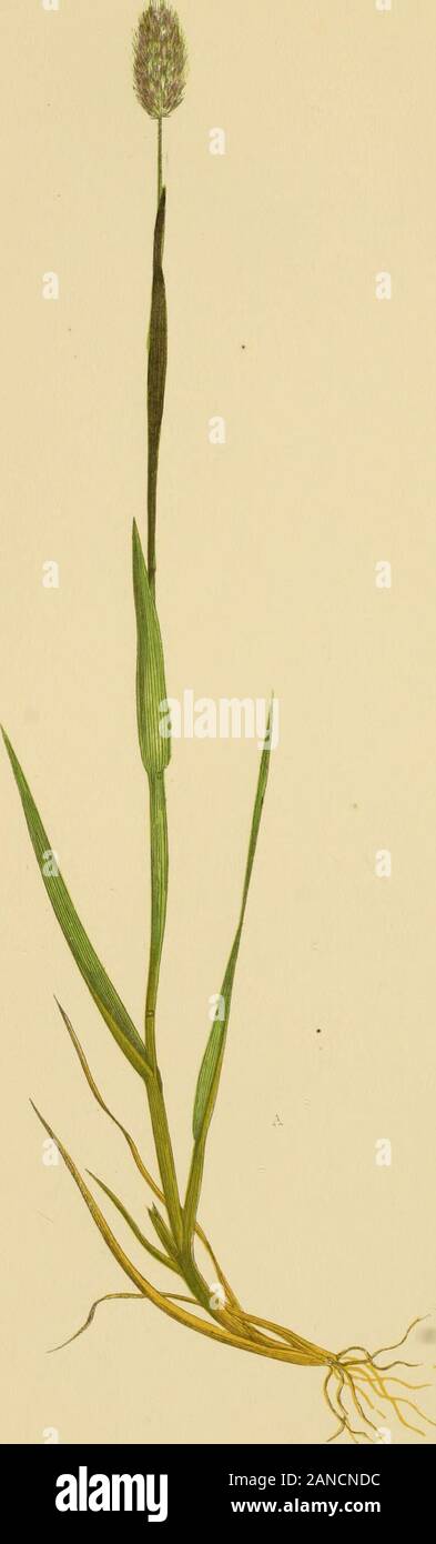 A natural history of British grasses . pens seed at theend of July. In A. aljnnus the glumes are a third longer than their awns,in P. j^ratense about twice the length. In P. arenarium glumes acute and not awned, in P. pra-tense blunt and awned. In P. arenarium floret one-thirdof the length of the calyx, whilst in P. pratense about halfthe length of the calyx. P. Michelii has longer spikelets, acute glumes, and not awned.P. pratense, var. lojigiaristatum, Parnell, (the Long-awnedTimothy Grass,) found in a damp wood near Edinburgh, dif-fers from the normal form by the awns of the glumes beingalm Stock Photo