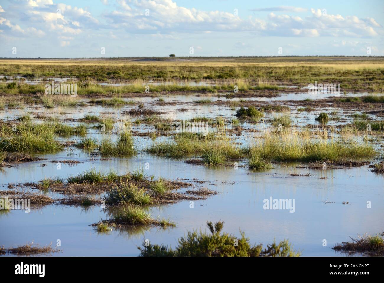 wetland,wetlands,wet land,standing water,wet,summer,Etosha National park,Namibia,RM Africa Stock Photo