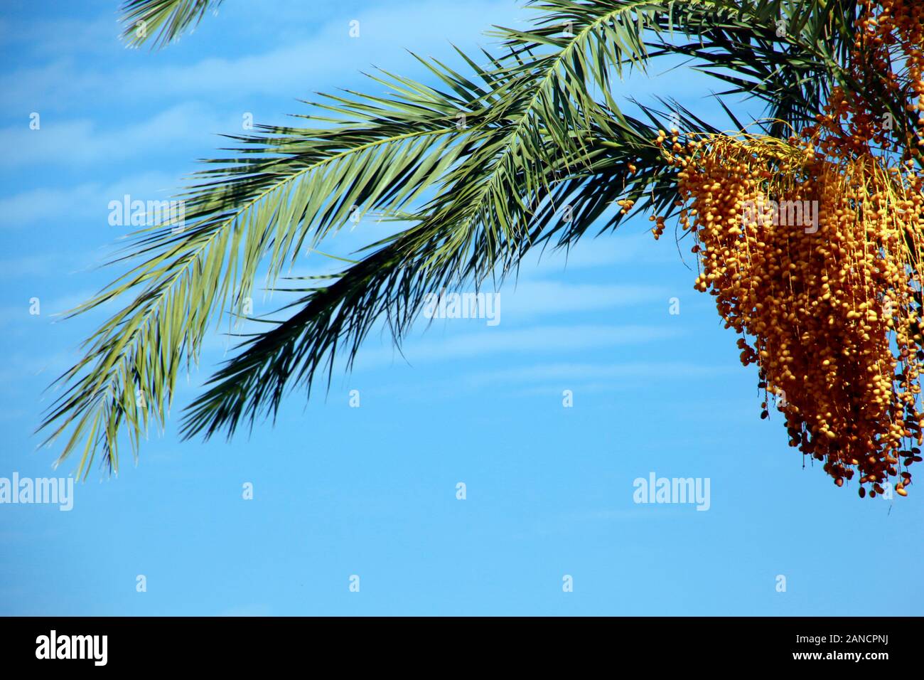 Palmwedel und reife Früchte einer Dattelpalme, Bafra, Türkische Republik Nordzypern Stock Photo