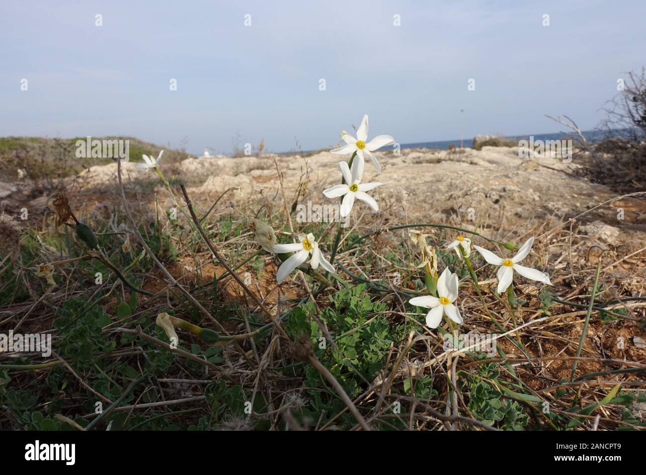wilde Narzisse Narcissus obsoletus (Syn. Narcissus miniatus), Bafra, Karpaz Halbinsel, Türkische Republik Nordzypern Stock Photo