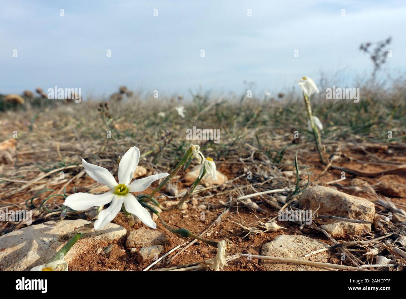 wilde Narzisse Narcissus obsoletus (Syn. Narcissus miniatus), Bafra, Karpaz Halbinsel, Türkische Republik Nordzypern Stock Photo