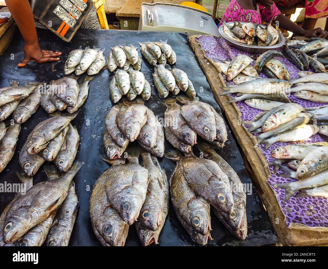 Fresh fish lies on a table at a fish market in Mbour, Senegal. It's near Dakar, Africa. They are large and small fish of different species. Stock Photo