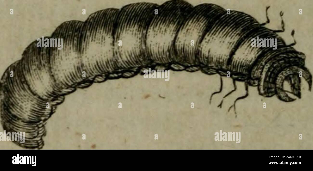 A new and accurate system of natural history .. . y-i tS^imlern (7rrn^. ^?&lt;7////.^. O F I N S E C T S. 2gs The common LEECH, is a water infed, having thefigure of a large Worm, and it is as long as a manslittle finger. The mouth is fiirnifhed with thre* (harpflrong teeth, with which it is capable of piercii.^, notonly the ikin of a man, but alfo that of a horfe andox. It has a fmall head, and a black ficin, edged witha yellow line on each fide, and the belly is a littlereddifh; it has alfo fome yellowifh fpots on the back.It produces its young alive, which is only one at atime, in the month Stock Photo