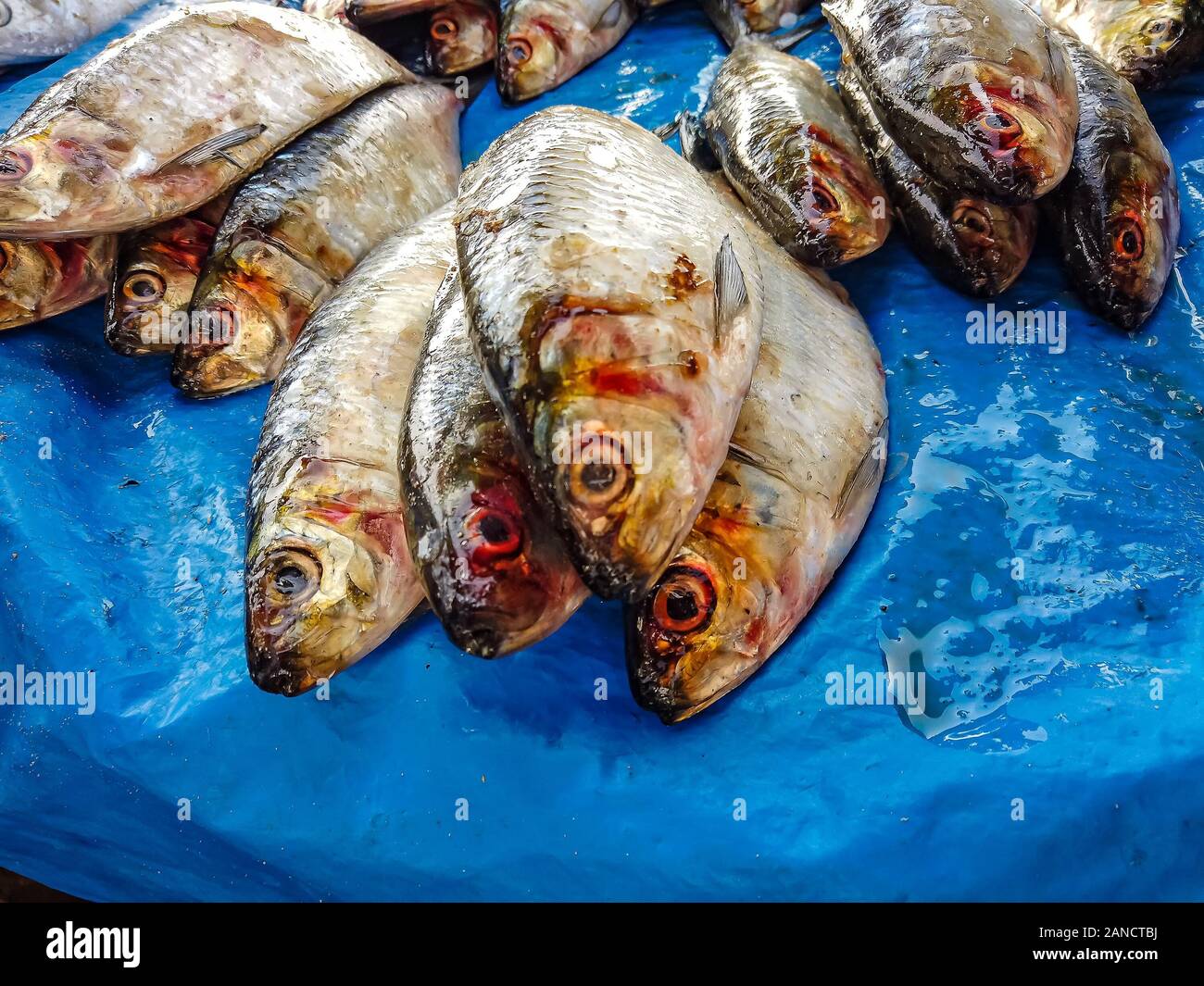 Fresh fish lies on a table at a fish market in Mbour, Senegal. It's near Dakar, Africa. They are large and small fish of different species. Stock Photo