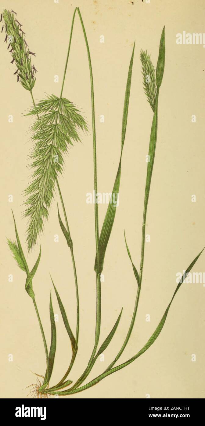 A natural history of British grasses . /7;r-&gt; ODCEATDK. TO J. DALTON HOOKER, Esq., M,D„ F.E.S., F.L.S., OF THE ROYAL GARDENS, KEW;SO EMINENTLY DISTINGUISHED FOR HIS KNOWLEDGE OF BOTANY, AND SO UNIVERSALLY ESTEEMED FOR THE ASSISTANCE HE IS EVER WILLING TO RENDER TO HIS FELLOW-LABOURERS,THE PRESENT WORK ON THE GRASSES OF GREAT BRITAIN IS AVITH PERMISSION RESPECTFULLY DEDICATEDBY THE AUTHOR. C 0 N T E N T S LIBRARY NEW YORK BOTANICAL oarden. riatt . Pane Plat,: Page. Agrostis alba xvii B 59 Bromiis commutatus . Iv 165 canina xvi B 55 diandrus Ivii B 171 setacea xvii A 57 niaxinius . Iviii 173 Stock Photo