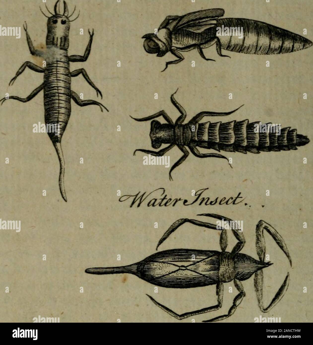 A new and accurate system of natural history .. . he has oftenfeen thefe Worms that have been killed by mercury,voided with the Ikin broken as above ; and what con-firms this conjefture is, that thofe found in fifh, vvheathrown into cold water, which breaks the fkin, alwaysproduces tape Worms, three times the length of them-felves. Thefe Worms, that is before they are changed,do not feem to have any parts of generation, whichare plain and evident in earth Worms. The gouf^ WORM, is two thirds of an inch inlength, when full grown, and its breadth is nearlyequal to two thirds of its length. The ( Stock Photo
