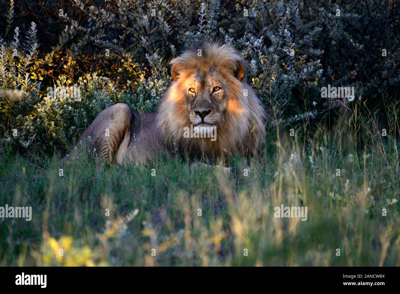 Male lion sitting hi-res stock photography and images - Alamy