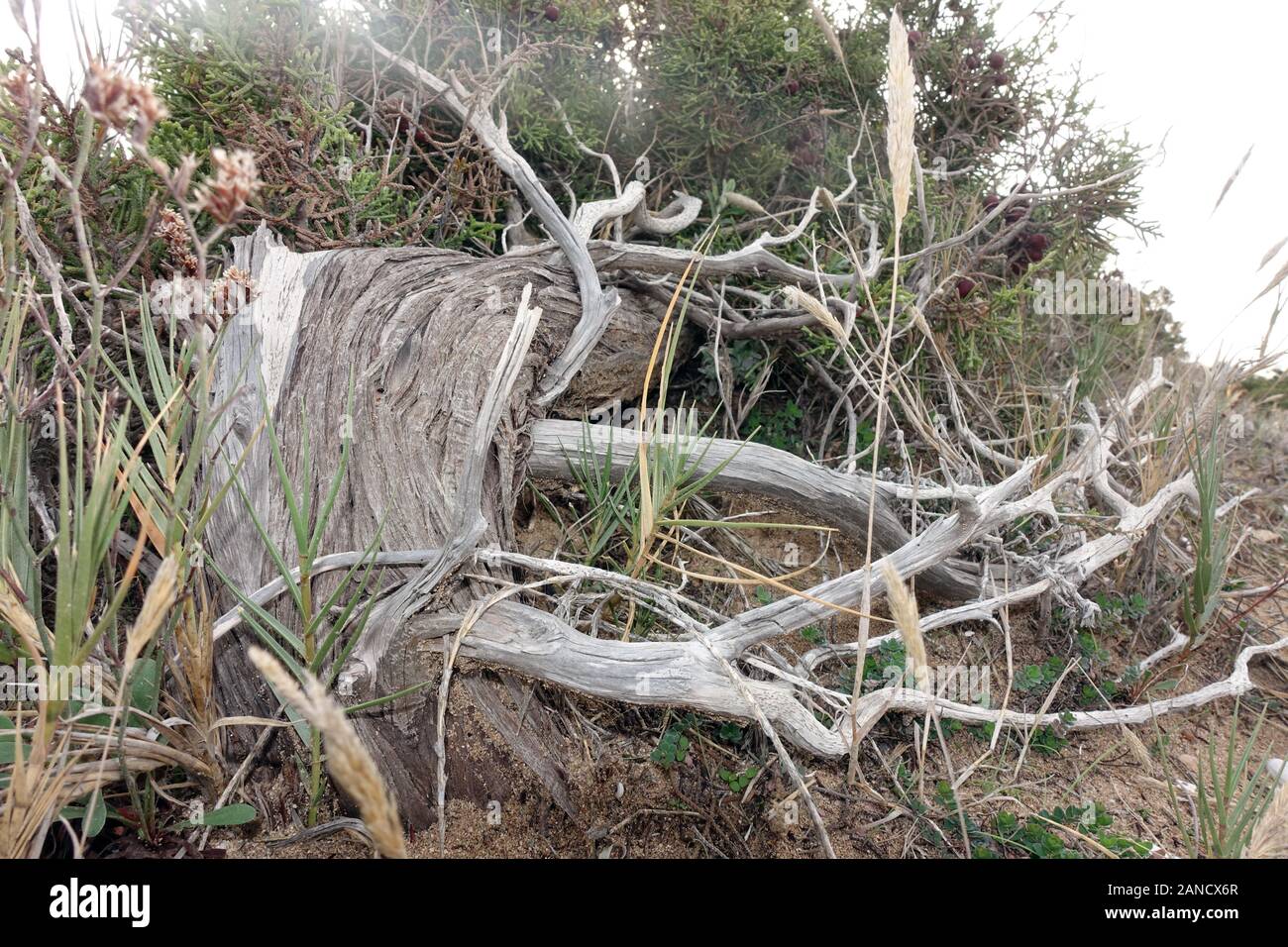 Phönizischer Wacholder (Juniperus phoenicea, Syn. Juniperus turbinata), vom permanenten Wind an der Küste zu Boden gedrückt, Bafra, Karpaz Halbinsel, Stock Photo
