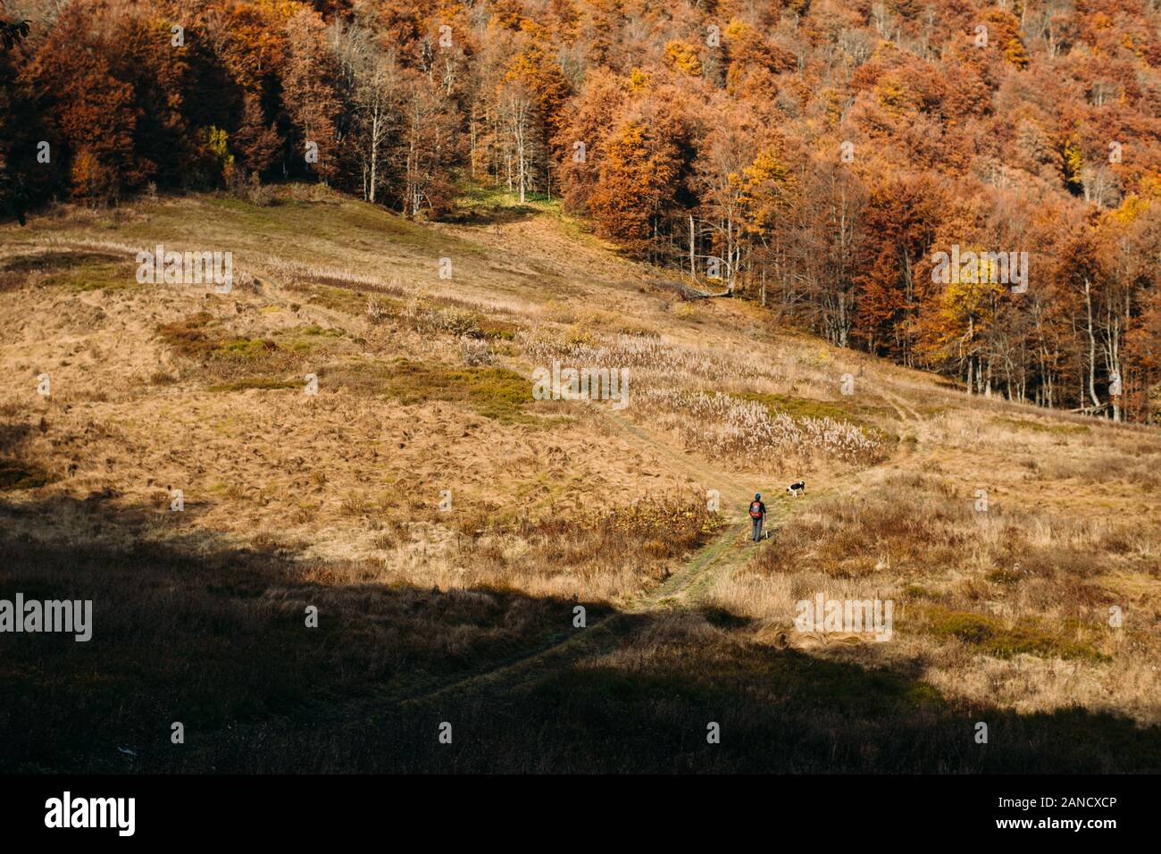 Man and dog hiking through big field with autumn forest around Stock Photo