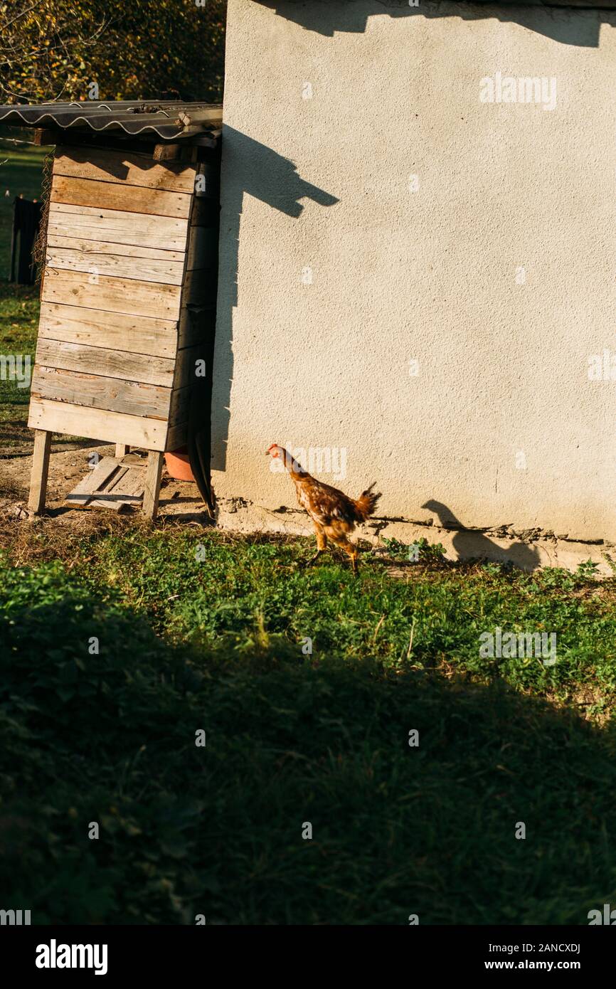 Chicken running away through a green yard in village Stock Photo