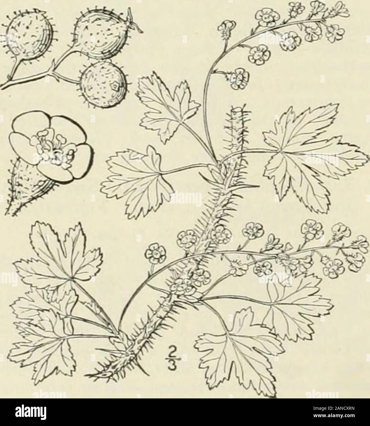 An illustrated flora of the northern United States, Canada and the British possessions : from Newfoundland to the parallel of the southern boundary of Virginia and from the Atlantic Ocean westward to the 102nd meridian; 2nd ed. . wish-white. Racemes very short; leaf-lobes rounded ; fruit red. 6. R. iiiebrians. Racemes long, drooping; leaf-lobeo acutish; fruit black. 7. R.amcricaitum. Calyx-tube bright yellow. 8. R. odoratum. I. Ribes lacustre (Pers.) Poir.Swamp Gooseberry. Fig. 2197. Ribcs oxyacanthoides var. lacustre Pers. Syn. I ; 252. 1805.Ribes lacuslre Poir. in Lam. Encycl. Suppl. 2: 856. Stock Photo