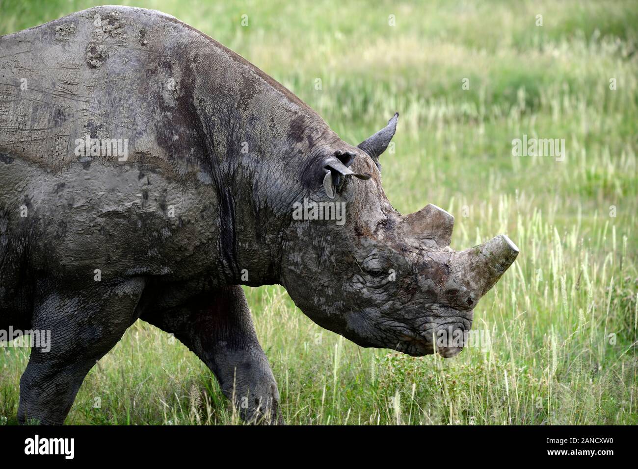 Rhino cut horns hires stock photography and images Alamy