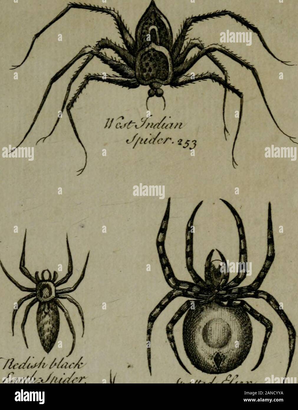 A new and accurate system of natural history .. . R w//&gt;6 iva-ved lines at the //?-fertions of the legs. 20. Tht brovjn and Tariegated SFJDER m^ith lineslike lea&lt;ves. 21. The little grey SPIDER, ^ith a black Jpot onthe hips. 22. Tht/mall hlueijh SPIDER oy///^ « toothed fpoton the hips. 23. The long leggedyellovo hairy SPIDER. 24. The great grey SPIDER fivith ^very fro^ninent?appendages at the Dent. 25. The dujky SPIDER variegated VJtth a brightzvhite. 26. The black SPIDER iJiiih denticulated r^vhite fpots. 27. The great blackijh SPIDER variegated withfpots of a deeper black. 28. The grey Stock Photo