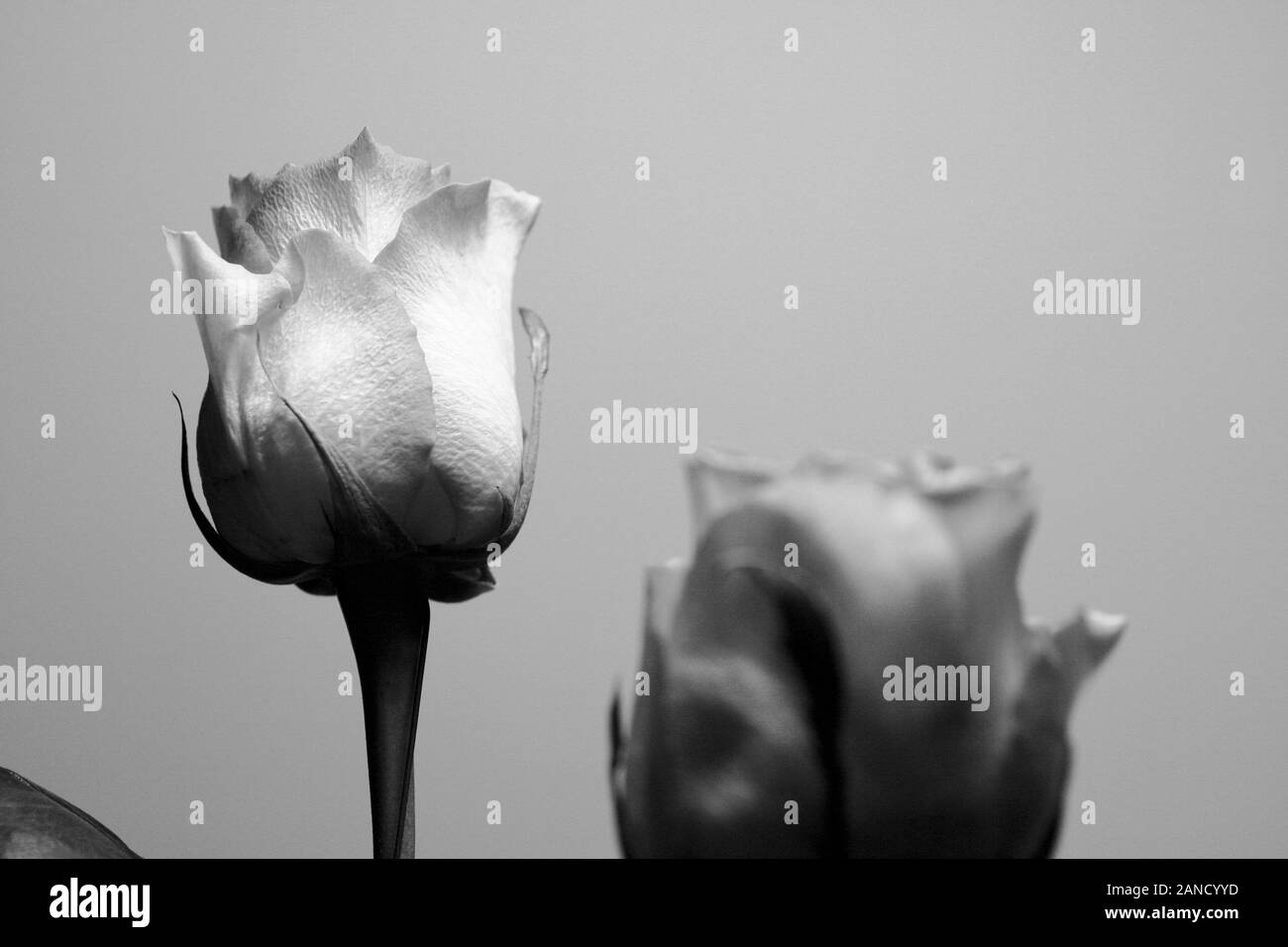 Spring rosebud Black and White Stock Photos & Images Alamy