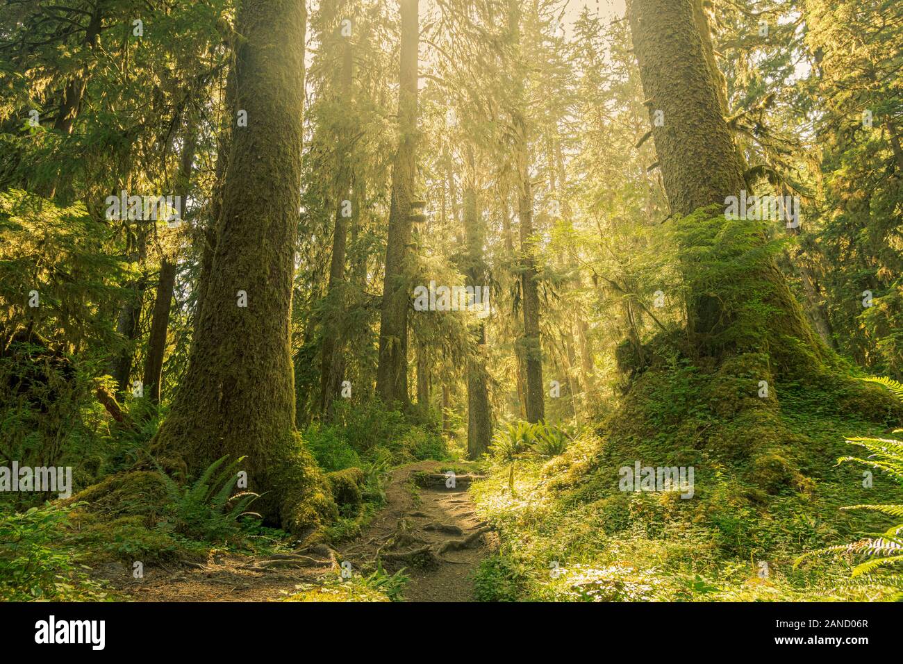 Old growth trees in the Hoh Rainforest, Olympic National Park ...