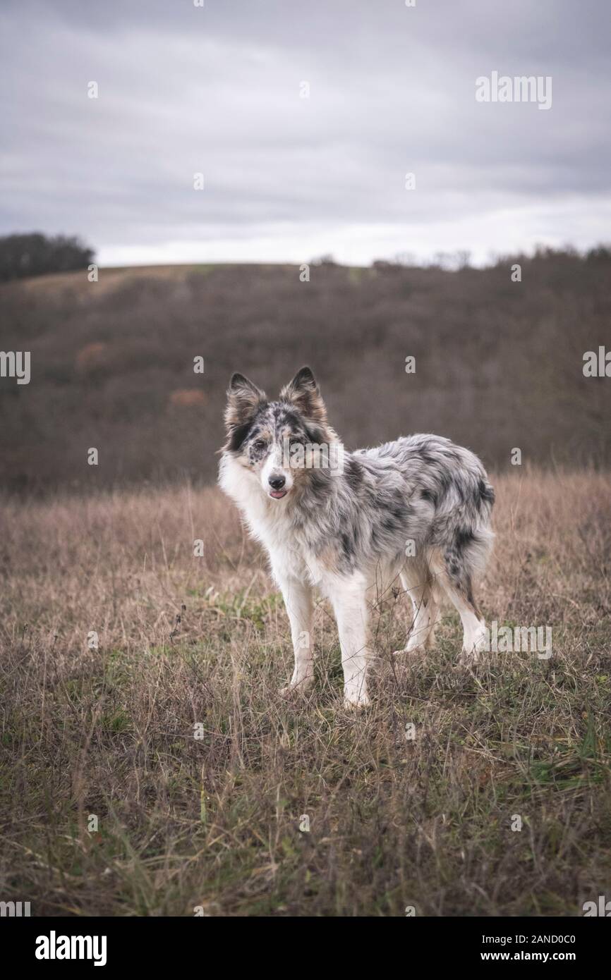A border collie stands in the fields with his tongue sticking out Stock Photo