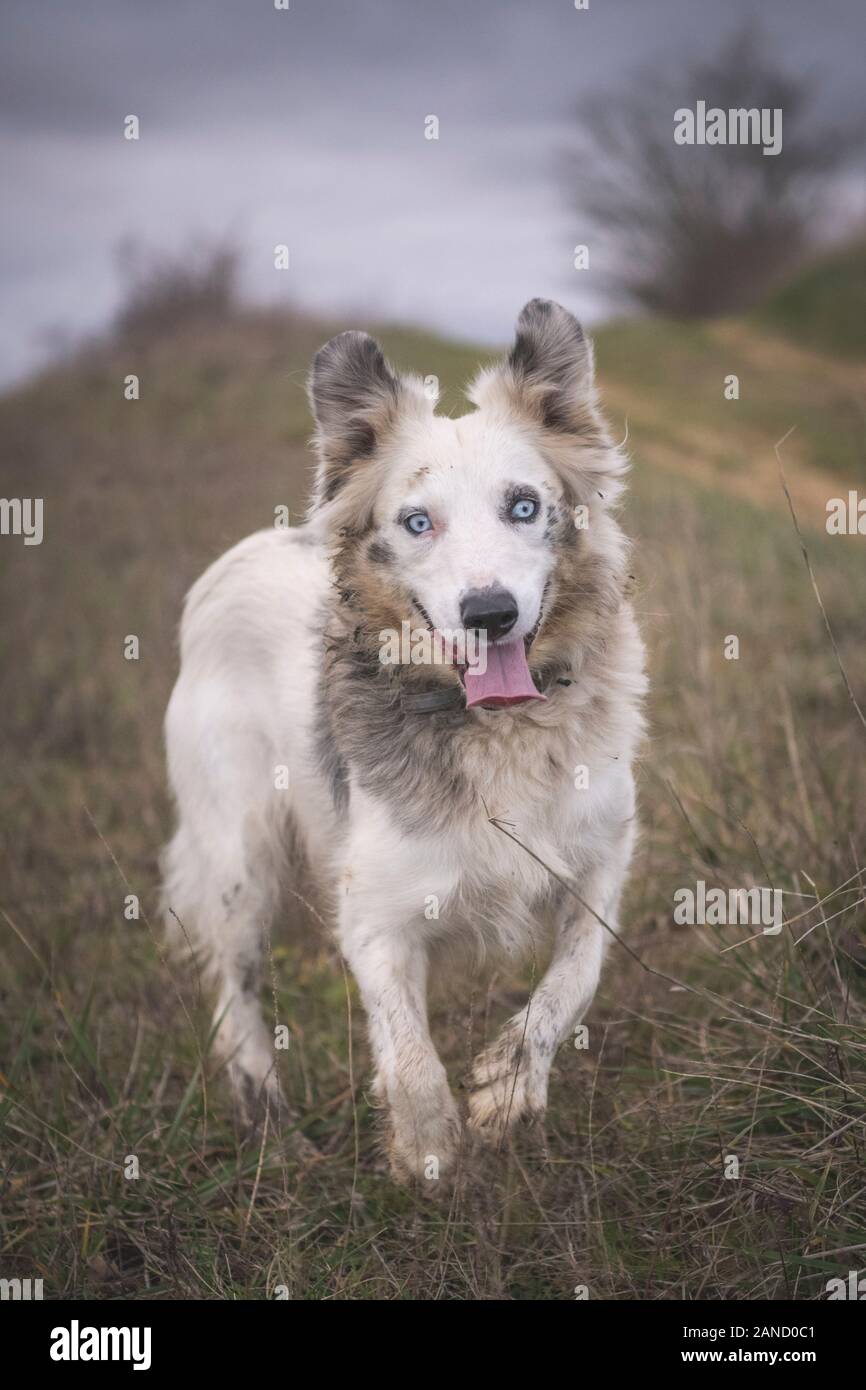A border collie with bright blue eyes smiles with his tongue out Stock Photo