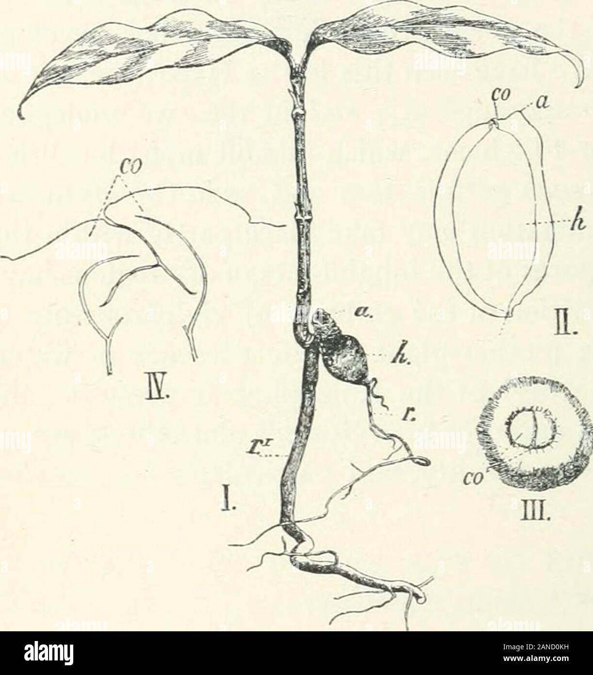 Organography of plants, especially of the archegoniatae and spermaphyta . oning species of Utricularia, which might havebeen quoted as illustrations, as I have spoken of them elsewhere.Our first example is from the family of the Guttiferae :— Xanthochymus pictorius.In Fig. 179 the configuration ofthe embryo and the germina-tion of Xanthochymus picto-rius, Roxb., is illustrated^. Thelongitudinal section (Fig. 179,II) shows the two very smallcotyledons, Co, but upon thesurface-view (Fig. 179,111) theyare more conspicuous. Theydo not appear right at the pointof the embryo but are pushedto the sid Stock Photo