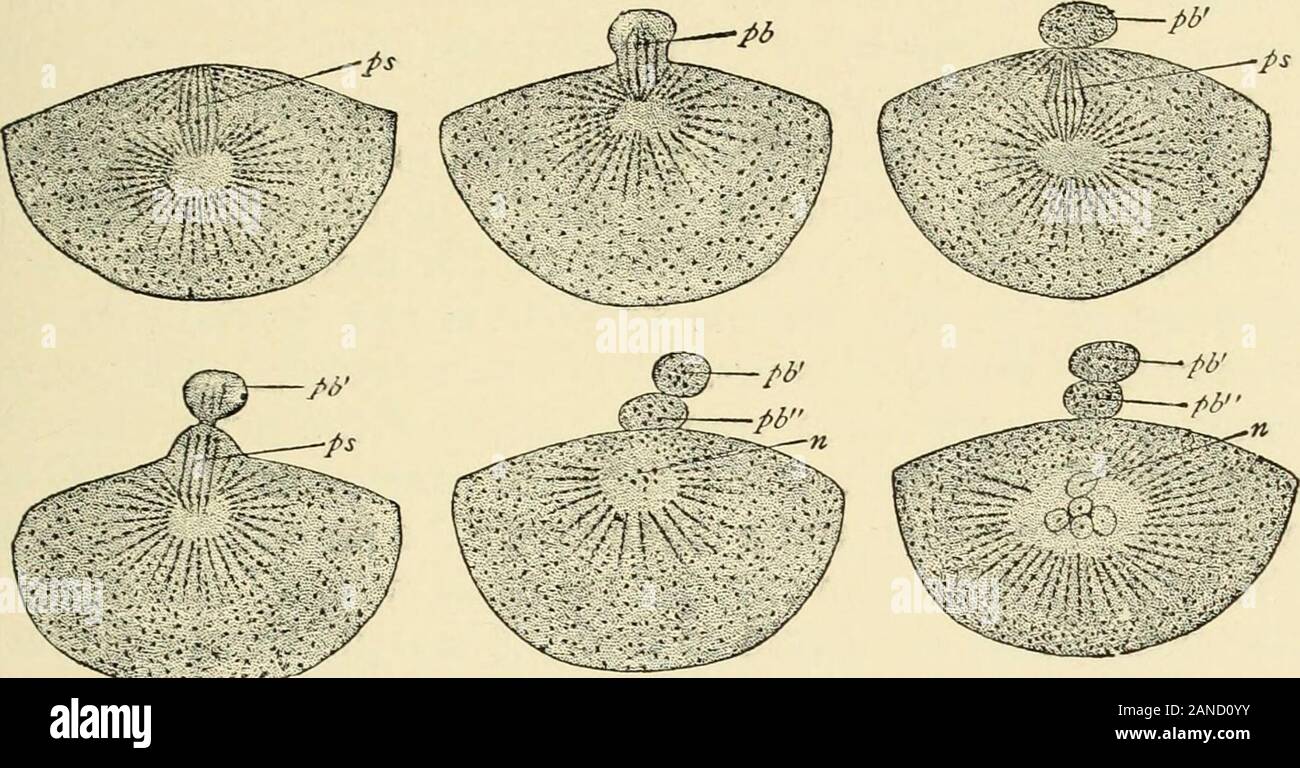 A textbook of obstetrics . Si ifp K Fig- 53-—Section through part of amammalian ovary : KE, Germinal epitheli-um ; PS, an egg-cord ; i U, primitive ova ;G, investing cells; A*, germinal vesicle ;S, follicular cavity arising in one of theolder follicles ; Lf, follicular cavity, moreenlarged ; AY, nearly mature ovum, whichhas developed around it the zona pellu-cida, Mp; Mg, membrana granulosa; E&gt;,Discus proligerus; So, ovarian stroma;Tf, capsule of follicle ; g,g, blood-vessels;u, immature Graafian follicle (after Wie-dersheim). OVULATION. 61 The Discharge of the Ovum from the Ovary and its Stock Photo