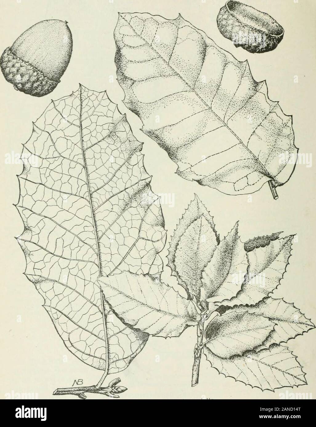 Forest trees of the Pacific slope . Fig. 136.—Quercus tomentella. autumn of the second year, are about H inches long and three-fourths of aninch thick, the shallow chestnut-colored cups covered with a tawny or whitish15188—08 20 302 I^KEST TKEES OF THE PACIFIC SLOPE, cially.. Longevity.—Probably moderately Ion(inside bark) showed an age of 44 years P,f. j:&gt;7.—Quercus iomentelUi. -lived. One tree 4i inrb.&gt;s in diameter FOREST TREES OF THE PACIFIC SLOPE. 303 RANGE. Santa Rosa, Santa Cruz (south of Santa Barbara), Santa Catalina, and San ClementeIslands, south of Cape Vincent, off coast of Stock Photo