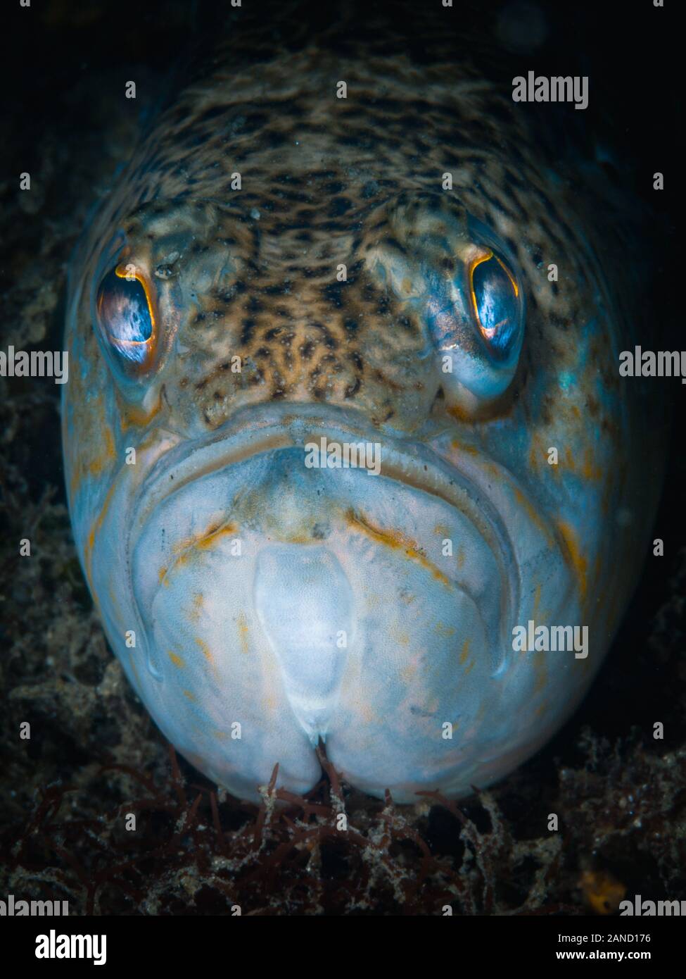 Close-up of a greater weever fish (Trachinus draco). It usually lives on sandy, muddy or gravelly bottoms, from a few meters to about 150 m. Rest on t Stock Photo