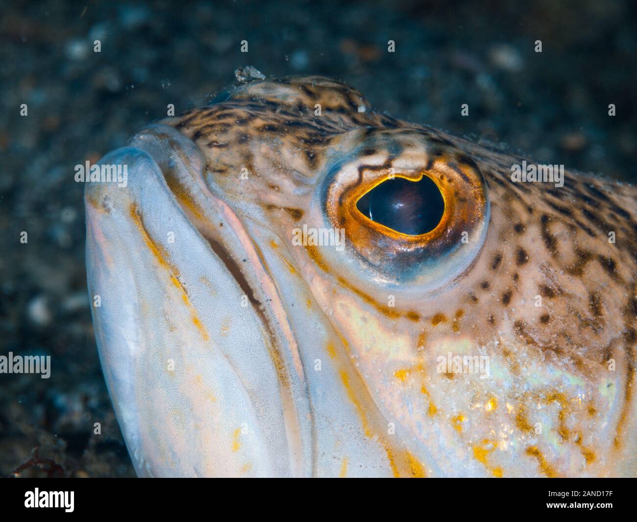 Close-up of a greater weever fish (Trachinus draco). It usually lives on sandy, muddy or gravelly bottoms, from a few meters to about 150 m. Rest on t Stock Photo