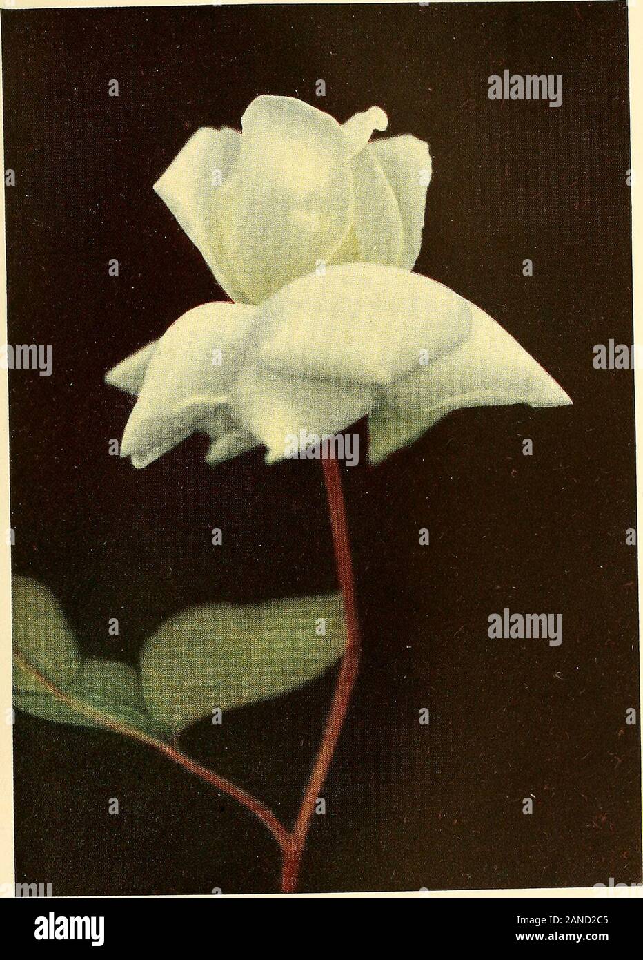 The Practical Book Of Outdoor Rose Growing For The Home Garden 8spraying To Kill Aphides 127standards And Dwarfs Orbushes 38protection Of In Winter 39 40weeping 39stock Of Plants Kept On Sale The Practical Book Of Outdoor Rose Growing For The Home Garden 8spraying To Kill Aphides 127standards And Dwarfs Orbushes 38protection Of In Winter 39 40weeping 39stock Of Plants Kept On Sale