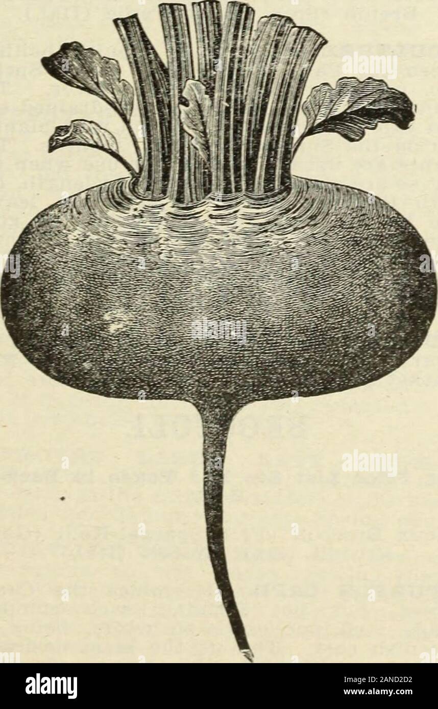 Steckler's seeds : 1915 . IiENTZ.—A strain of Blood Turnip Beet.It is fully as early as the Egryptian Beet,and it has a fine Turnip form with smoothroots, dark blood red flesh, tender andsweet at all times, never becomine: toughand stringry, even when old. The cut is ^nexact representation of its shape.. Leaves of this variety are smaller thanthie others. The seeds are also muchsmaller. We recommend it and consider ita g-ood acquisition. FBOTSCHEBS THBEE-QUABTEBRED.—A decided improvement on theBlood Turnip, excellent for family use andalso for shipping; retains its color longerthan any other v Stock Photo