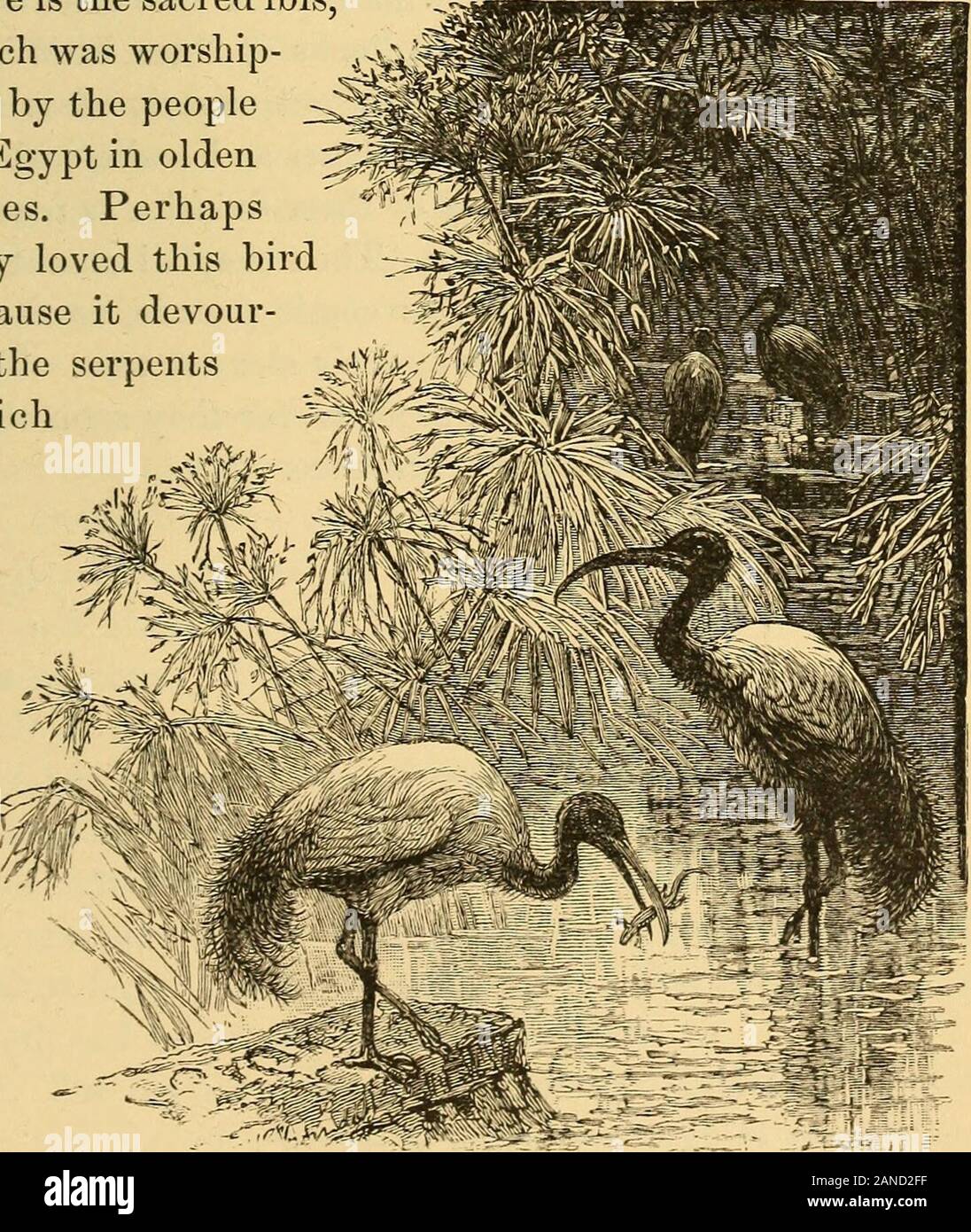 Animal life in the sea and on the land . Fisr. 183.—Storks Nkst. WAPING-BIRDS. 275 for itself the reputation of being very greedy, and notwithout good cause, as you will see. With its strong hillit kills a great many small animals, which form its favor-ite food. As these victims of the voracious bird lie floatingon the water round about the scene of their destruction,the ibis swallows as many as it can well take, and thenstands stupidly on the edge of the stream, waiting untilthis meal is digested before it is able to indulge in another. 7. The Sacred Ibis.—Thenthere is the sacred ibis,which w Stock Photo