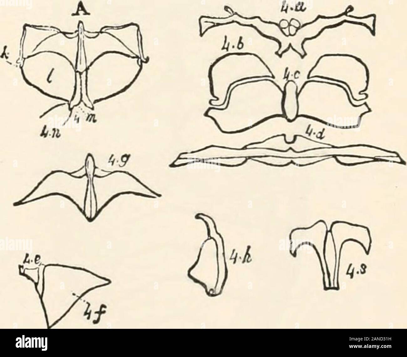 A text-book of entomology, including the anatomy, physiology, embryology and metamorphoses of insects, for use in agricultural and technical schools and colleges as well as by the working entomologist . inesosternum ; 3./, epistermmi; 3.A,epiiiicriun ; 3..v, incrtifurca or entothorax. panded into two broad plates, to which the muscles of the pos-terior legs are attached. Graber also notices in the mole cricketbetween the apodemes of the meso- and metathorax, a flattenedspine (Fig. 98, do) with twoperforations through whichpass the commissures con-necting the ganglia. Besidesthese processes the Stock Photo