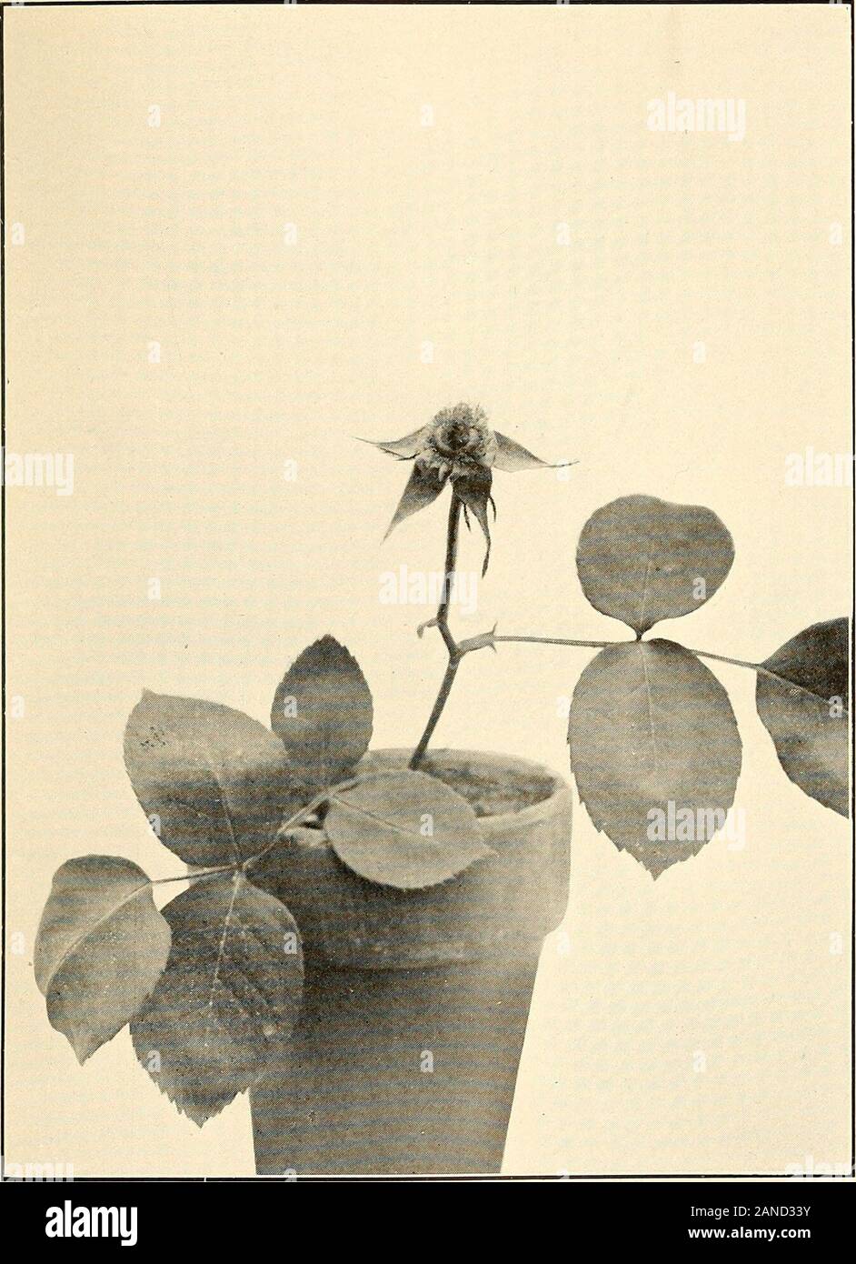 The practical book of outdoor rose growing for the home garden . Fig. fi .ROSE WITH PETALS REMOVED, SHOWING THE STAMENS AND ANTHERSWHICH BEAR THE POLLEN. Fig. 7 SAME ROSE AS FIG. 6 WITH MOST OF STAMENS AND ANTHERS REMOVED, SHOWING THE STYLES AND PISTILS—THE FEMALE ORGANS GENERAL INFORMATION the selected rose before the pollen reaches this stage.After the petals have been removed a small pair ofscissors should be used to cut off the anthers. Ourmethod has been to have a helper hold a piece ofpaper on which most of the stamens and the anthersand their pollen will be caught, and as we cut themoff Stock Photo