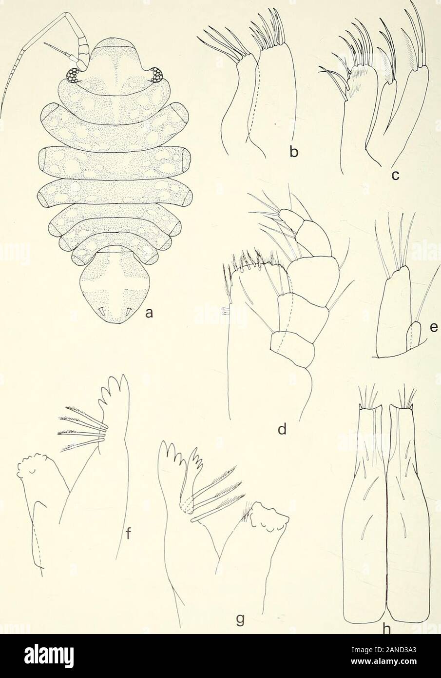 Annals of the South African Museum = Annale van die Suid-Afrikaanse Museum . Fig. 10. Pseudojanira stenetrioides. a. Mandible, b. Pereiopod VII. c. Pleopod 2 &lt;?.d. Pereiopod I. e. Pleopod 1 &lt;$. f. Maxilliped. 254 ANNALS OF THE SOUTH AFRICAN MUSEUM. Fig. 11. Munna {Munna) sheltoni. a. $ dorsal view. b. 1st maxilla, c. 2nd maxilla,d. Maxilliped. e. Uropod. f. Right mandible, g. Left mandible, h. Pleopod 1 c?. NEW RECORDS OF MARINE CRUSTACEA ISOPODA FROM SOUTH AFRICA 255 Stock Photo