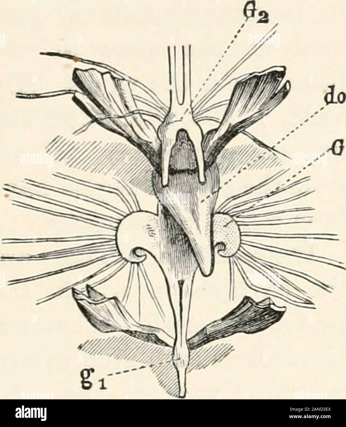 A text-book of entomology, including the anatomy, physiology, embryology and metamorphoses of insects, for use in agricultural and technical schools and colleges as well as by the working entomologist . Fro. 97. —A, under surface of pro thorax, orprostcriMim, oiDyticuscircwmjlevis:  .;/, pn&gt;-Kterrnmi; i.f, (•pi&gt;l»riiiiin; Ui, cpinurum; 2.«,antciiirca or entothorax. THE APODEMES 93 The medifurca is a pair of flat processes which diverge andbridge the commissure, while the postfurca is situated under thecommissure. In beetles (Dyticus) Newport states that it is ex-. Stock Photo