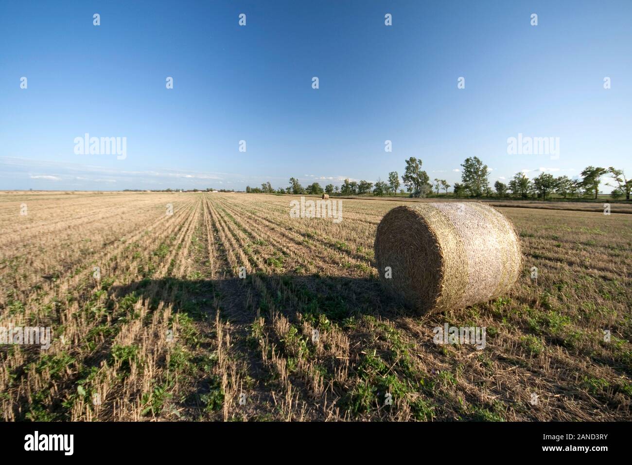 Straw bales on a harvested field in Hungary on a summer day. Sunny ...