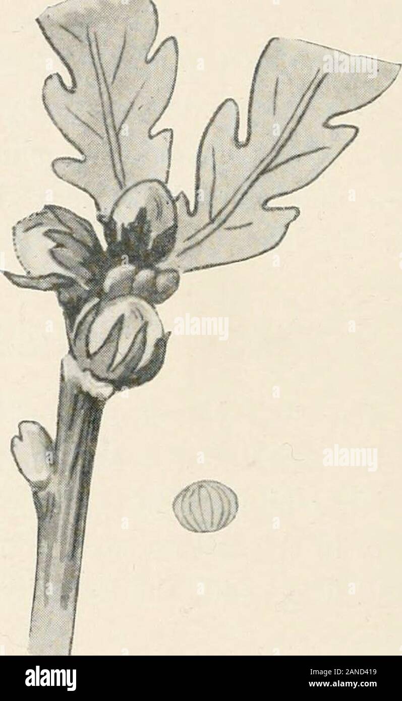 Forest entomology . Fig. 141.—Galls 0/Aphilothrix corticis in por-tion of bark healed over by occlusion. Fig. 142.—Galls of Aphilothrixslobuli. but as a rule they are distributed over the young bark. It oftenhappens that the rim of under-bark surrounding the cut-off branch isvery much torn, and this arises from birds tearing out the galls andlacerating the bark. The rlies hatch out in June, and the alternatingspecies, according to Adler, is 7a Andricus gemmatus, a species foundin the terminal buds. 8. Aphilothrix globuli (Htg.) The gall (fig. 142) of this species is a beautiful green globular Stock Photo