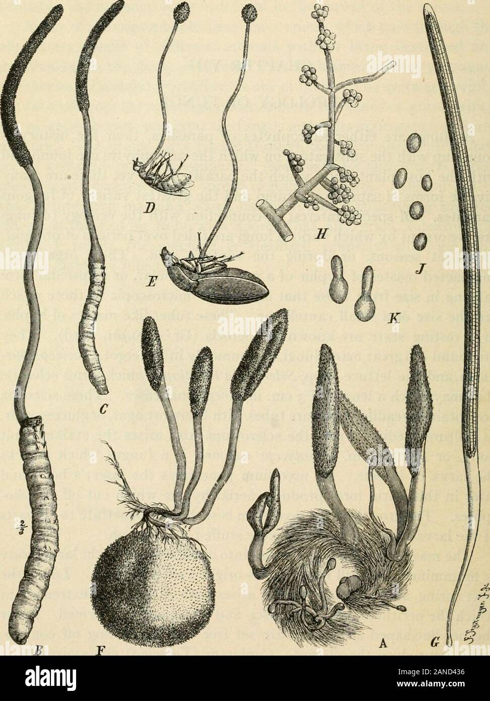 A text-book of mycology and plant pathology . s is a fungus which attacksthe larva of insects. Its mycelium penetrates the insects body andlater in the Isaria form produces aerial hyphae which cut off conidio-spores. The growth of the mycelium is such as to penetrate to all partsof the larva filUng it up as if it were stuffed with cotton. The mass of hyphae is converted into asclerotiumand the larval bodyis mummified, but still retaining its original external form. Later, thenext spring, a stiff-stalked stroma arises with an enlarged extremity inwhich the perithecia with their asci- and ascosp Stock Photo