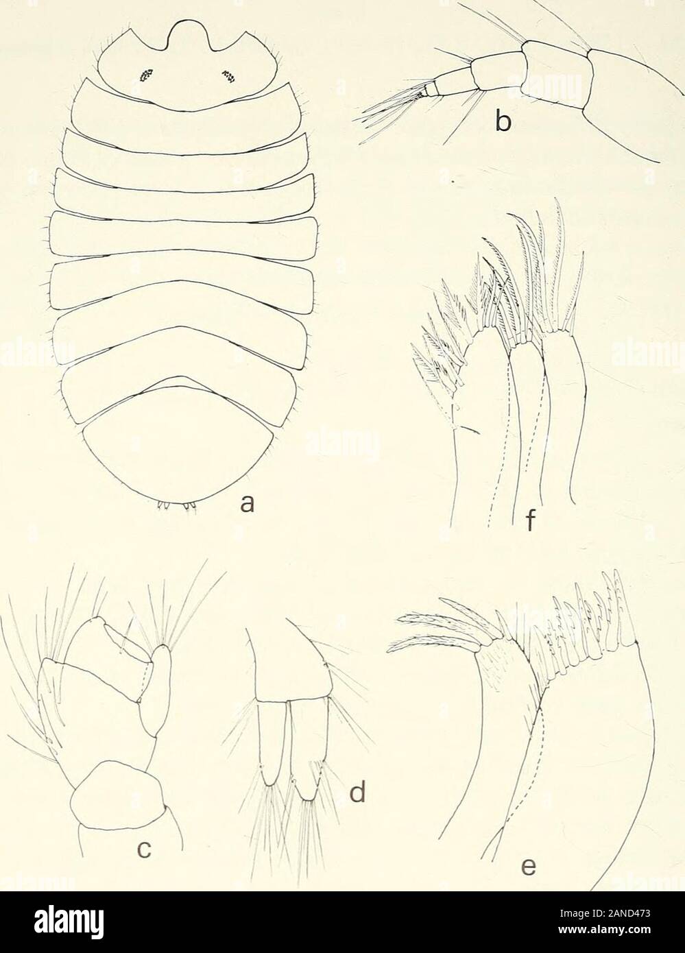 Annals of the South African Museum = Annale van die Suid-Afrikaanse Museum . Pereiopod I subchelate, dactylus ending in strong claw with seven or eightdentate spines on inner edge; propodus inflated, broadened distally; outerangle of palm armed with strong spine, palm armed with eight or nine fringedspines; outer surface of propodus strongly setose; carpus short, merus withtriangular setose process on dorsal margin; ischium with slightly producedsetose extension; basis with thickly setose area on anterior surface. Pleopods I basally fused, distally truncate, with outer distal angles some-what Stock Photo