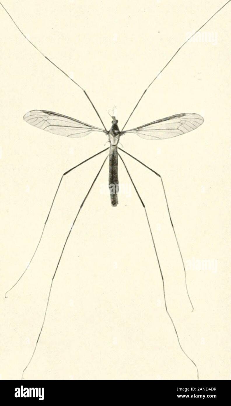Marvels Of Insect Life A Popular Account Of Structure And Habit Illar Livesupon Leaves Which Have To Be Finely Cutand Masticated For This Work Cuttingmandibles Are Requisite And A Long