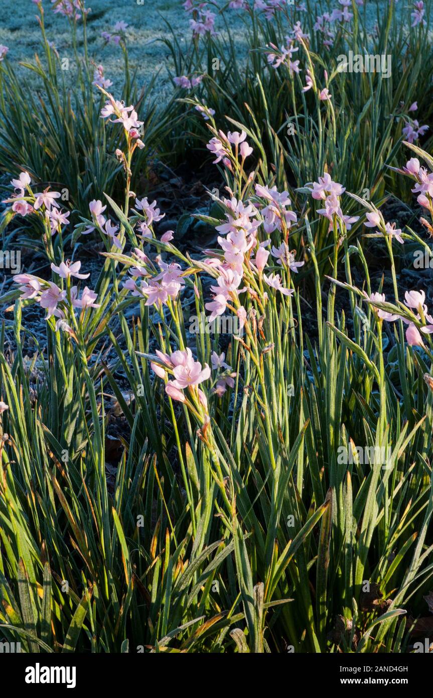 Pink Hesperantha, Crimson Flag Lily or Kaffir lily. Name was Schizostylis until changed in 1990's. An autumn flowering semi evergreen perennial plant. Stock Photo