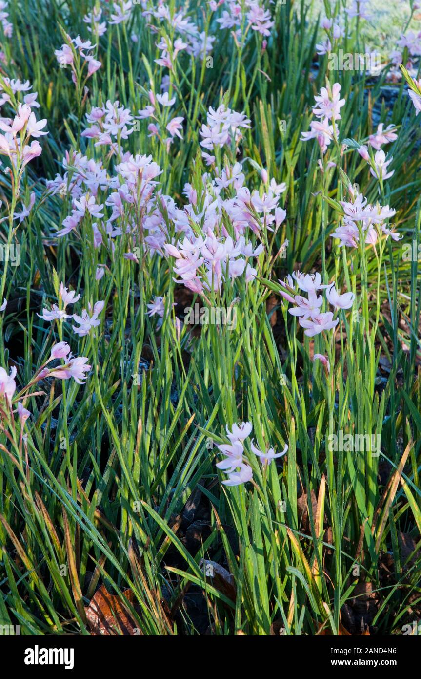 Pink Hesperantha, Crimson Flag Lily or Kaffir lily. Name was Schizostylis until changed in 1990's. An autumn flowering semi evergreen perennial plant. Stock Photo