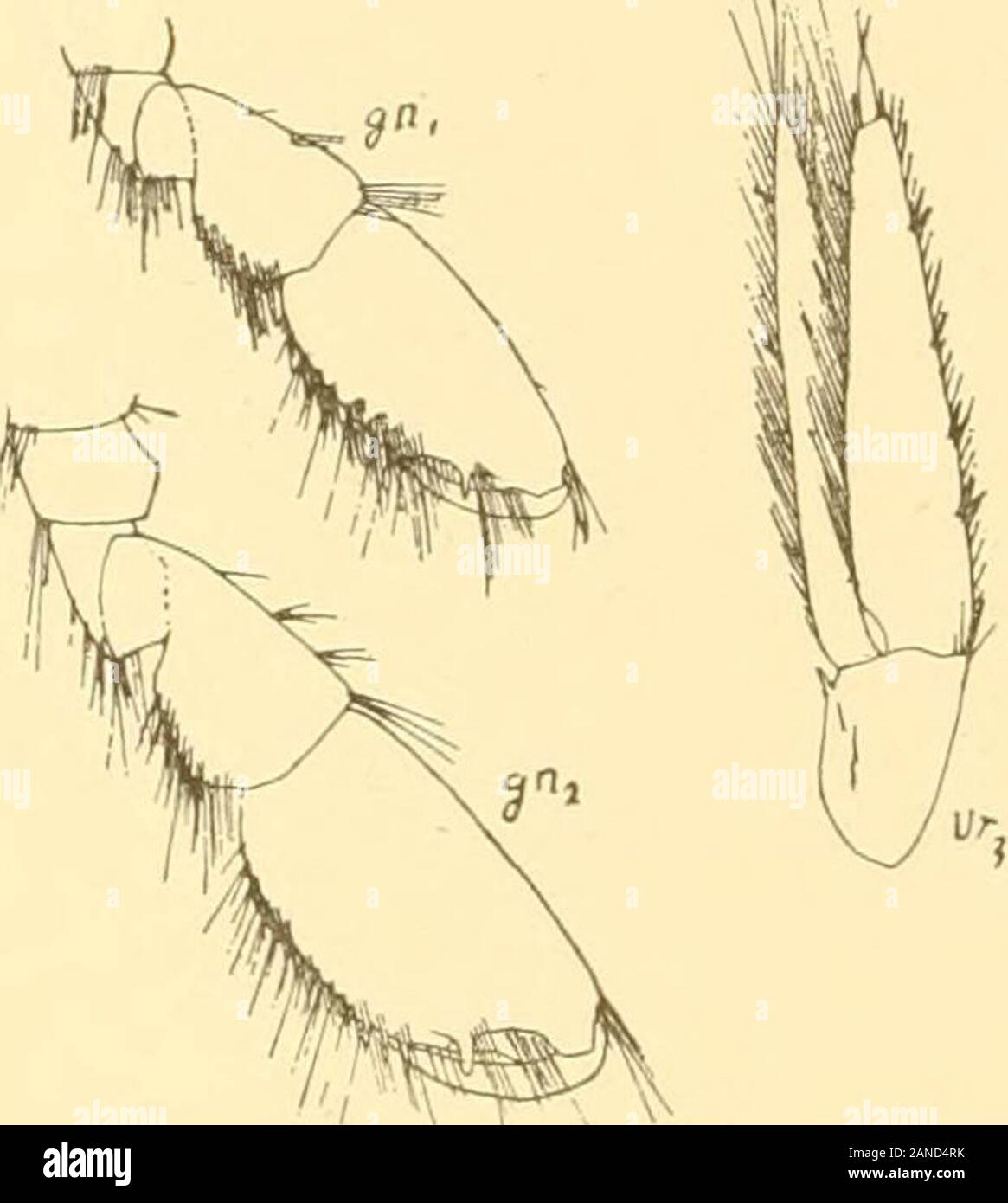 Antenna plumose hires stock photography and images Alamy