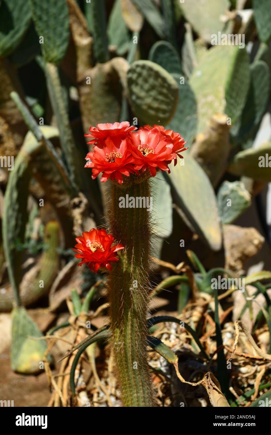 red cactus flower,Solitaire Village,Khomas Region,near the Namib-Naukluft National Park,Namibia,RM Africa Stock Photo