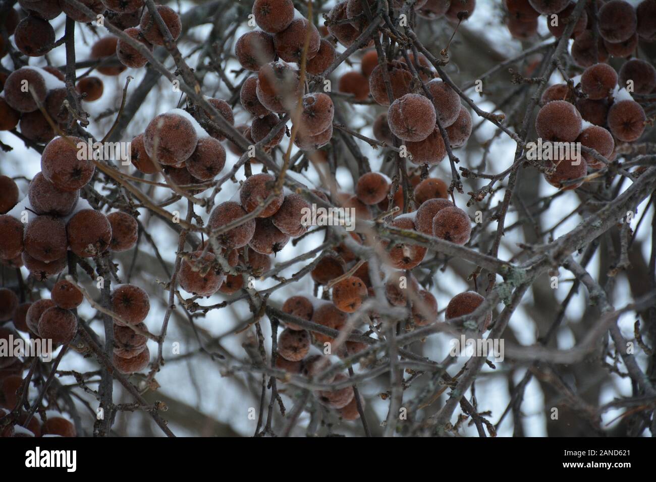 Brown frozen apples still on tree Stock Photo Alamy