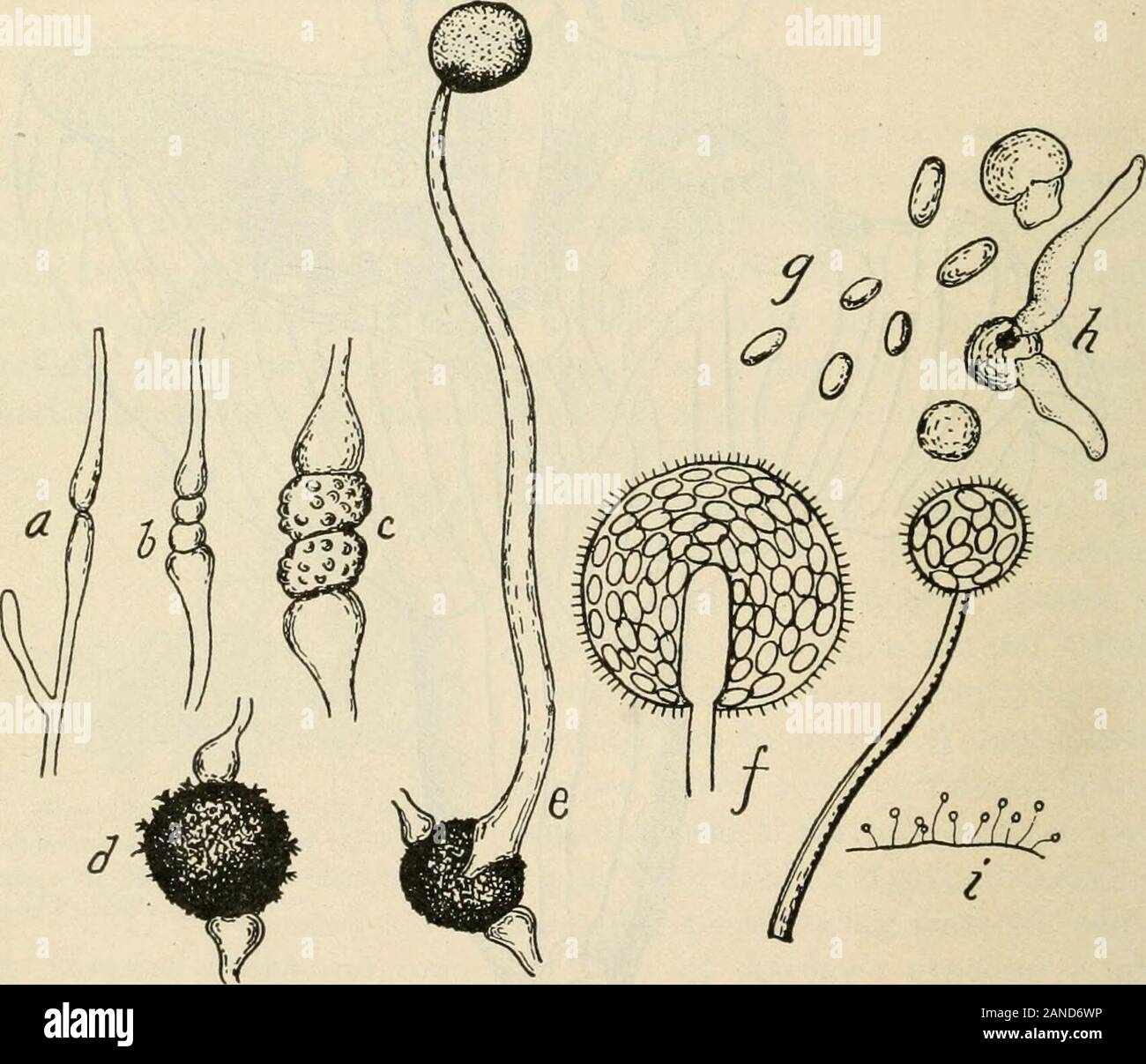 A text-book of mycology and plant pathology . Fig. 12.—Russula nigricans parasitized by Nyctalis aslerophora. {After Brefeld.) been derived are fairly well known. For example, it is believed thatsuch fungi as belong to the order OOMYCETALES have been derived ^ Massee, George: On the Origin of Parasitism in Fungi. Annals of Botany,xviii: 319. Ward, H. M.: Recent Researches on the Parasitism of Fungi. Annals of Bot-any, xix: I. Bancroft, C. K.: Researches on the Life History of Parasitic Fungi, .nalsof Botany, xxiv: 359, 1910. 44 MYCOLOGY from a green alga like Vaucheria. With our present knowle Stock Photo