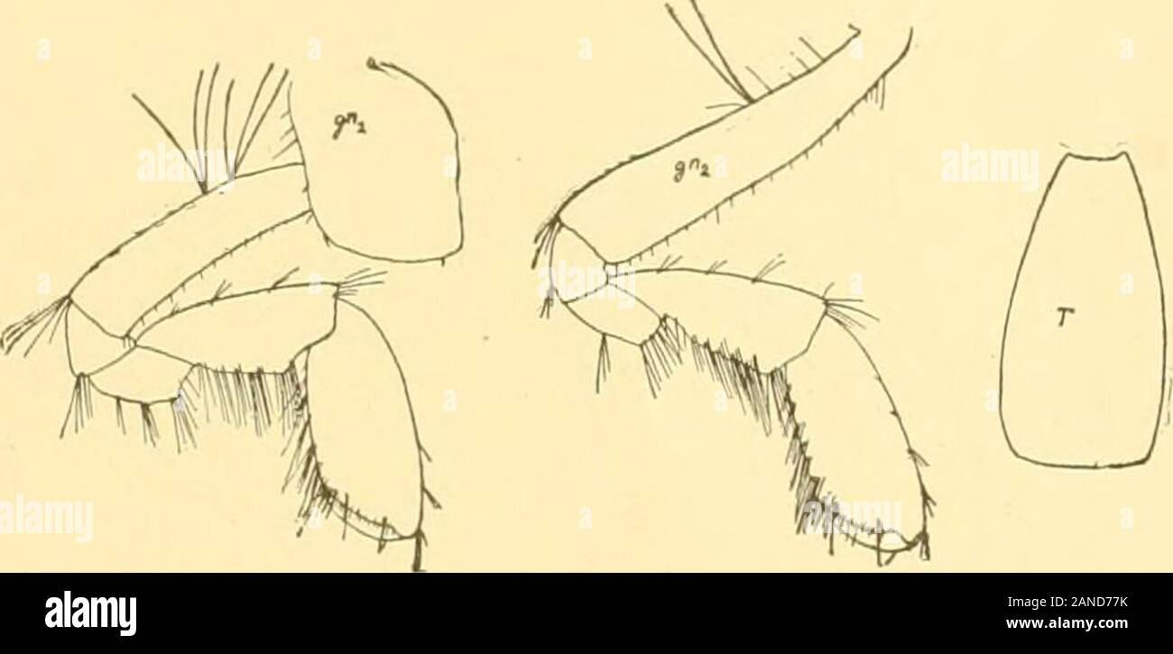 Uropod Rami Bulletin of the Bureau of Fisheries . f both rami and peduncle armed ...