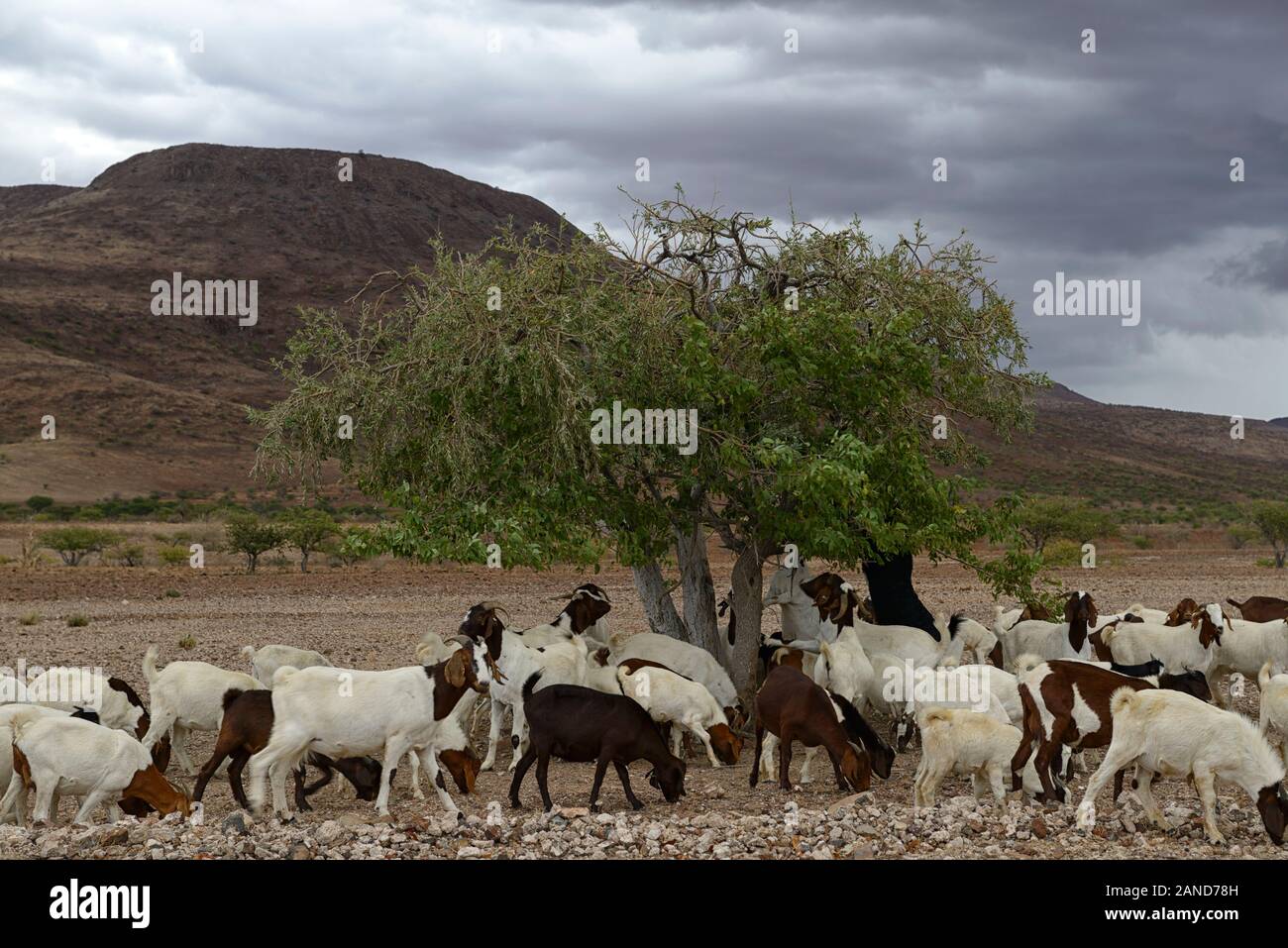 Namibia Goat Hi res Stock Photography And Images Alamy