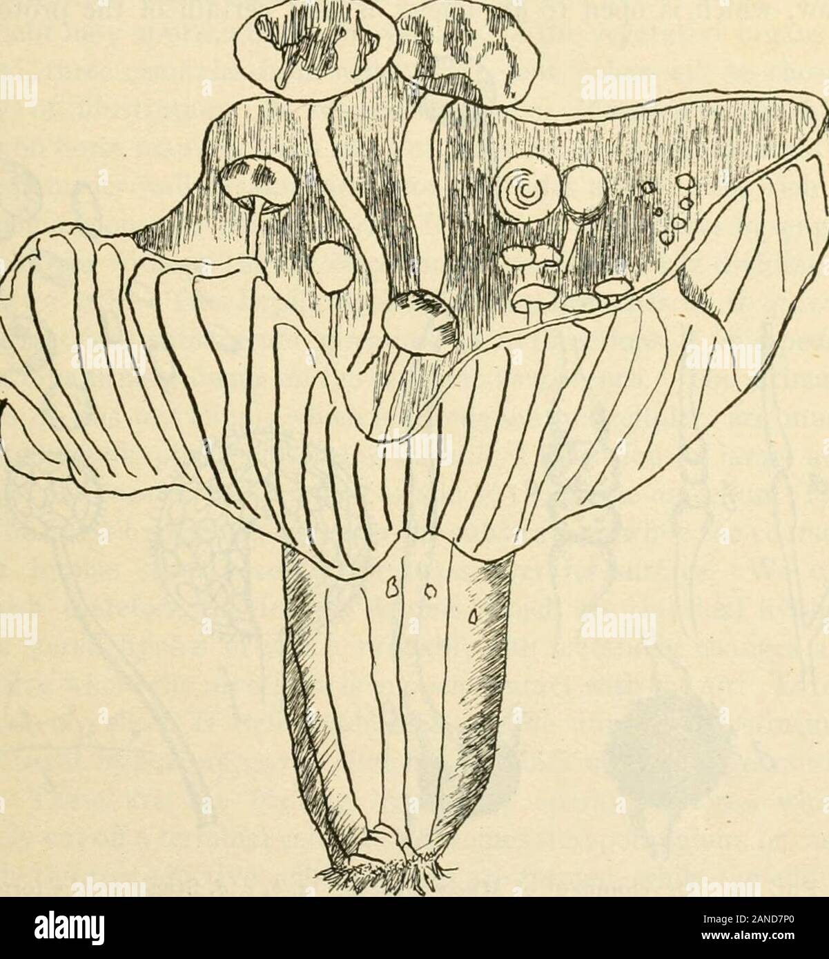 A text-book of mycology and plant pathology . Fig. II.—Gray mould, Mucoy,showing mycelium and the sporan-gia on upright sporangiophores.{After Conn.) CHARACTERISTICS OF THE TRUE FUNGI 43 gradations which preclude an absolute pronouncement as to whethera plant is a saprophyte, or a parasite..^ Botanists generally concedethat the true fungi have been derived from filamentous algal ancestorsand the groups of algas from which the principal forms of fungi have (. Fig. 12.—Russula nigricans parasitized by Nyctalis aslerophora. {After Brefeld.) been derived are fairly well known. For example, it is b Stock Photo