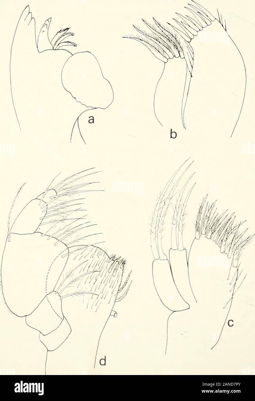 Annals of the South African Museum = Annale van die Suid-Afrikaanse Museum . Fig. 3. Arcturinoides sexpes. a. ? dorsal view. b. brood pouch in ventral view. view. d. cj lateral view. c. c? dorsal 244 ANNALS OF THE SOUTH AFRICAN MUSEUM Maxillipedal endite bearing six plumose setae near inner distal angle, singlecoupling hook on inner margin, palp 5-segmented, 3rd segment very broad,four distal segments with setae on inner margins. Pereiopod I folded against mouthparts within rim of head and firstpereionite; dactylus with strong claw; propodus bearing numerous fringedsetae; carpus with fringed s Stock Photo